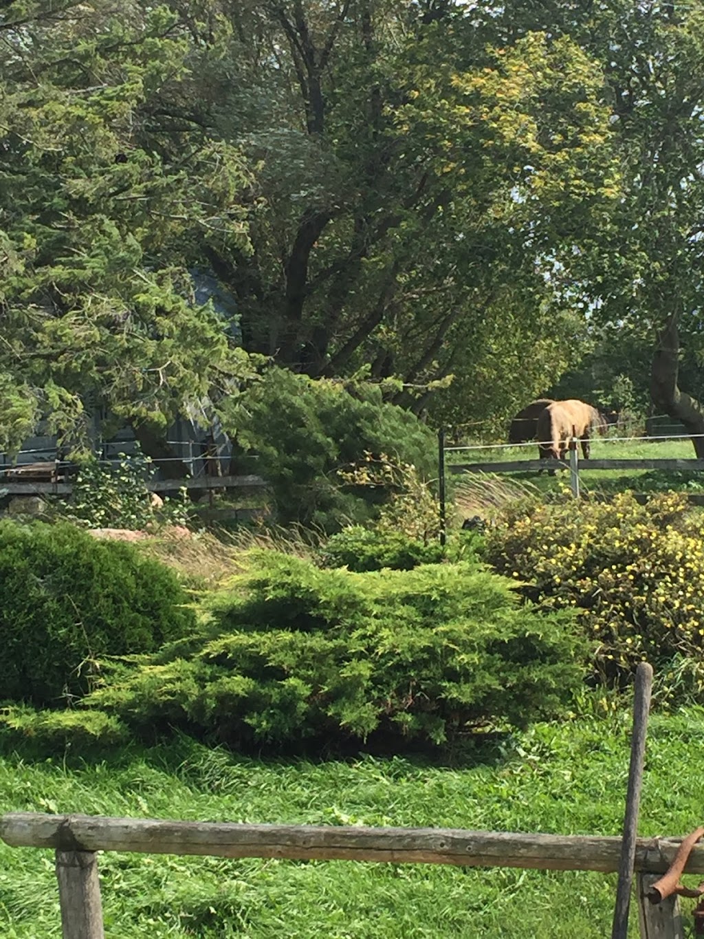 Little Creek Farm & Sanctuary | 7372 Snake Island Rd, Greely, ON K4P 1N2, Canada | Phone: (613) 913-3158