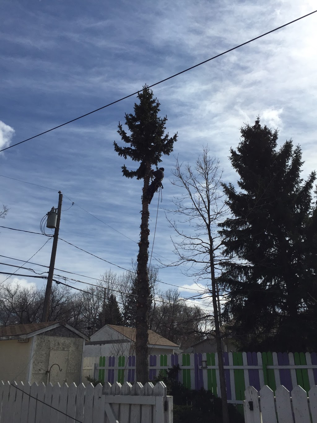 Anytime Tree Service | 77 Blue Sage Dr, Moose Jaw, SK S6J 1A5, Canada | Phone: (306) 684-9576
