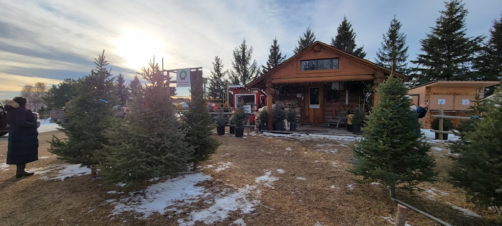 Fir Ever Green Tree Farm | Range Rd 272, Falun, AB T0C 1H0, Canada | Phone: (780) 352-4368