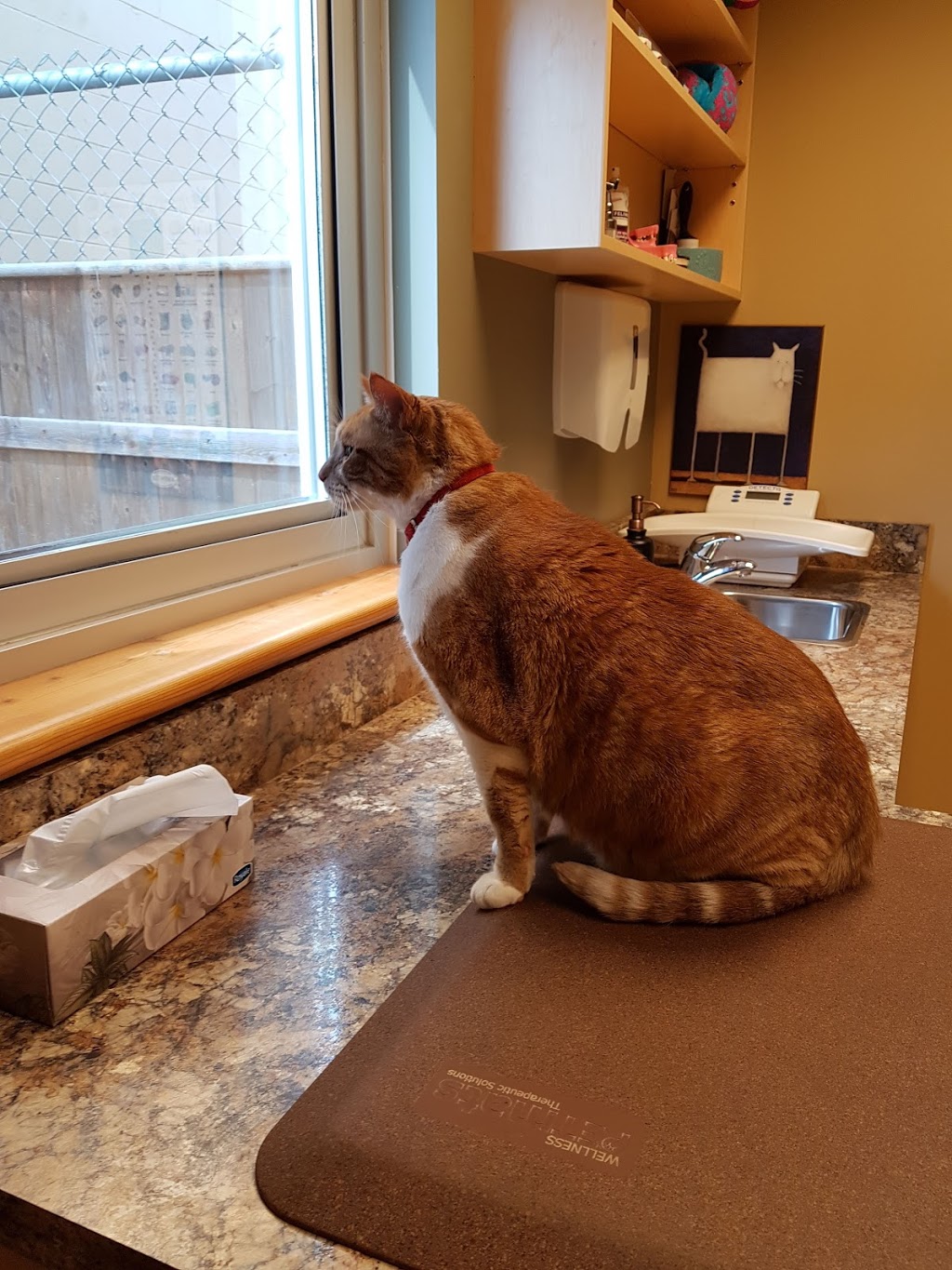 Lindsey Veterinary Hospital | 2503 Skaha Lake Rd, Penticton, BC V2A 6E8, Canada | Phone: (250) 492-8113