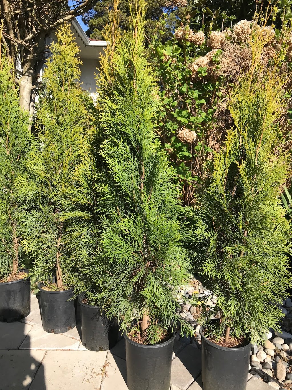 Camson Creek Cedars | 29219 Sangara Ave, Abbotsford, BC V4X 2G3, Canada | Phone: (604) 857-5614