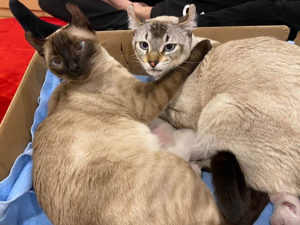 Chatterie La ferme au lynx | 769 Rang 8 E, LAvenir, QC J0C 1B0, Canada | Phone: (450) 760-1718
