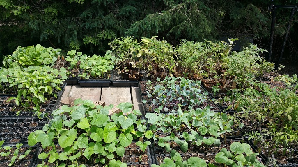 Edible Acres | 21083 Purple Hill Rd, Thorndale, ON N0M 2P0, Canada | Phone: (519) 520-0175