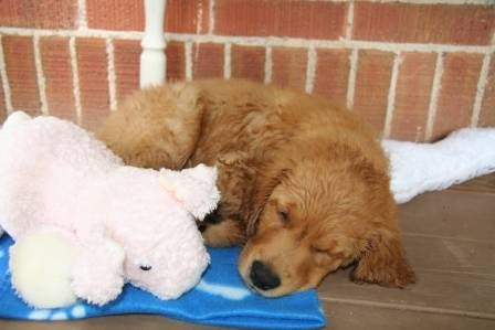 Hurontario Veterinary Hospital | 1424 Hurontario St, Mississauga, ON L5G 3H4, Canada | Phone: (905) 271-8508