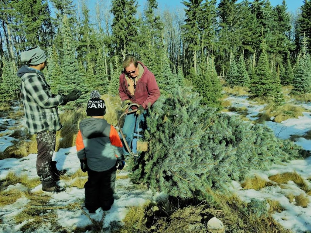 R FAMILY CHRISTMAS TREE FARM | 38551, Range Rd 21, AB T4E 2M7, Canada | Phone: (403) 887-5604