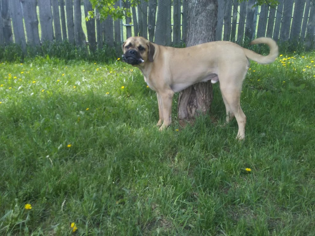 High Tails Pet Resort Inc. | 261178 RR290, Alberta T4A 0P7, Canada | Phone: (403) 226-0036