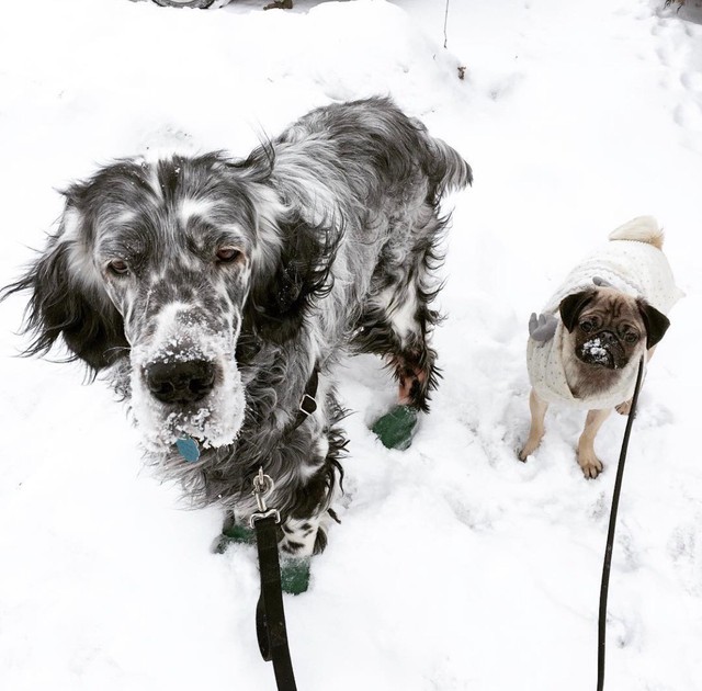 RedLeash Pet Services Inc. | 3625 Rue Jean-Gascon, Saint-Laurent, QC H4R 0K6, Canada | Phone: (514) 996-8034