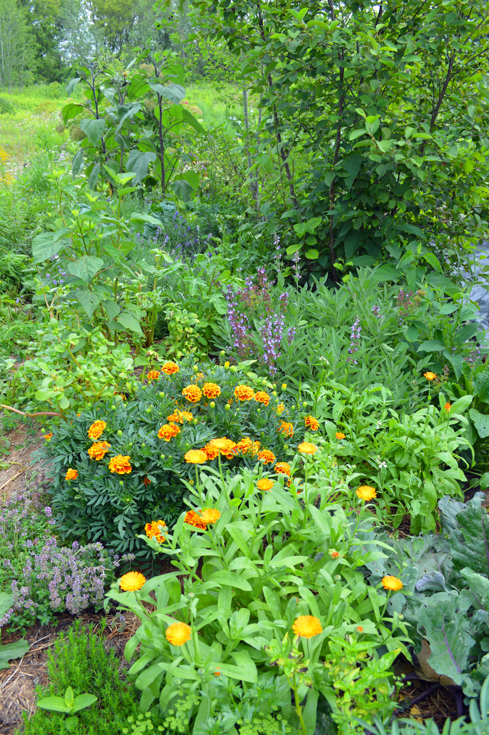 Living Landscapes | 2514 Harmony Rd, Corbyville, ON K0K 1V0, Canada | Phone: (705) 313-4769