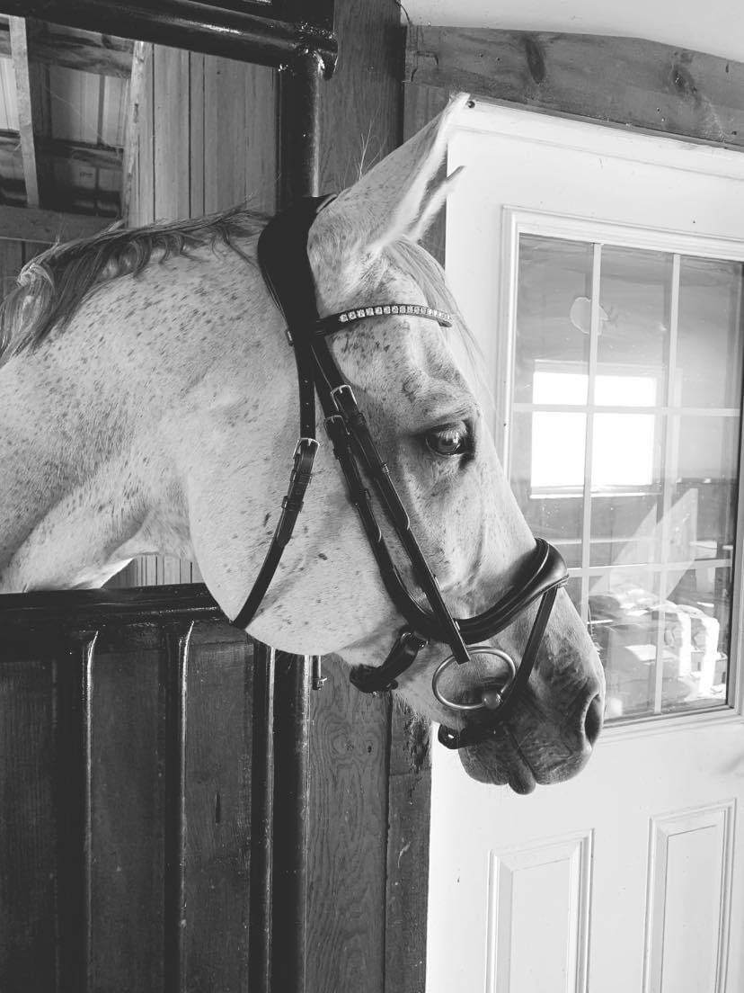 Harmony Horse Ranch - Tack & Supply | 981 Beckwith 9th Line, Carleton Place, ON K7C 3P2, Canada | Phone: (613) 812-1352