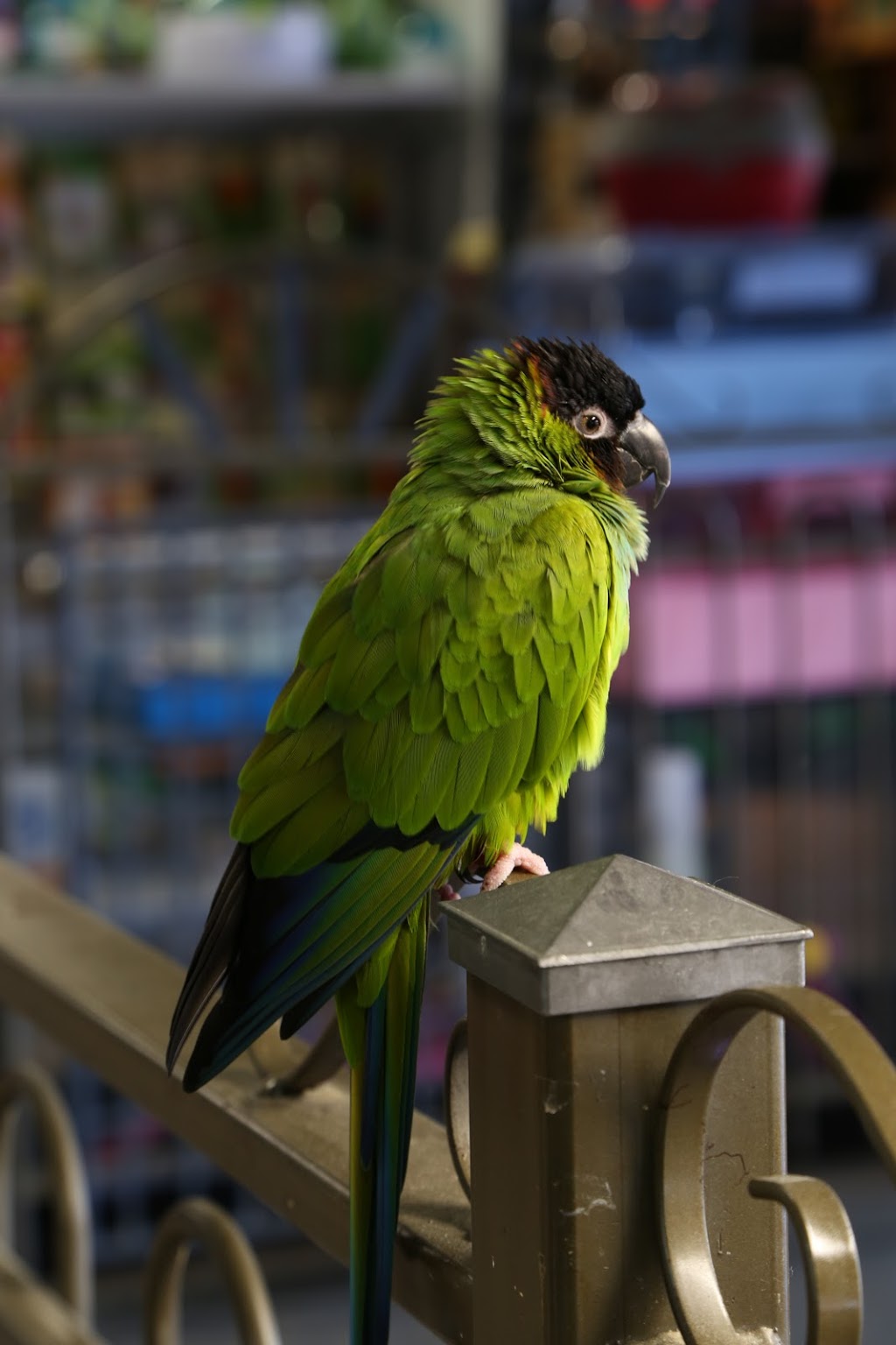 Animalerie Chico | 5965 Boulevard Jean-XXIII, Trois-Rivières, QC G8Z 4N8, Canada | Phone: (819) 374-6464