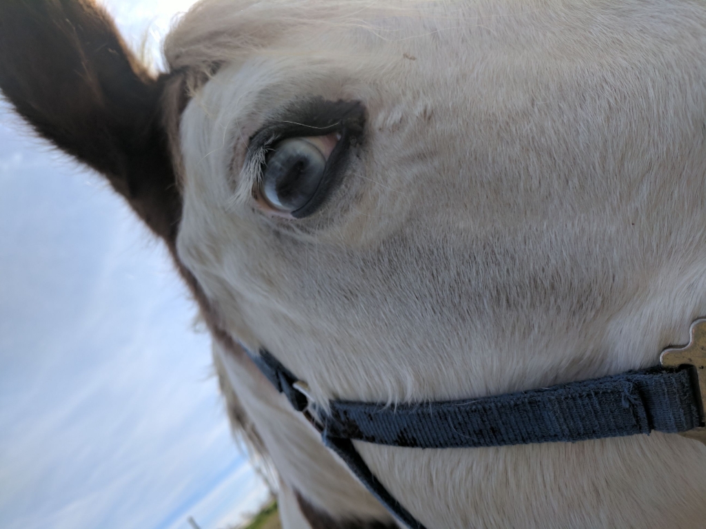 Meadowvale Farm Equestrian Centre | 1247 Corkery Rd, Carp, ON K0A 1L0, Canada | Phone: (613) 256-8170