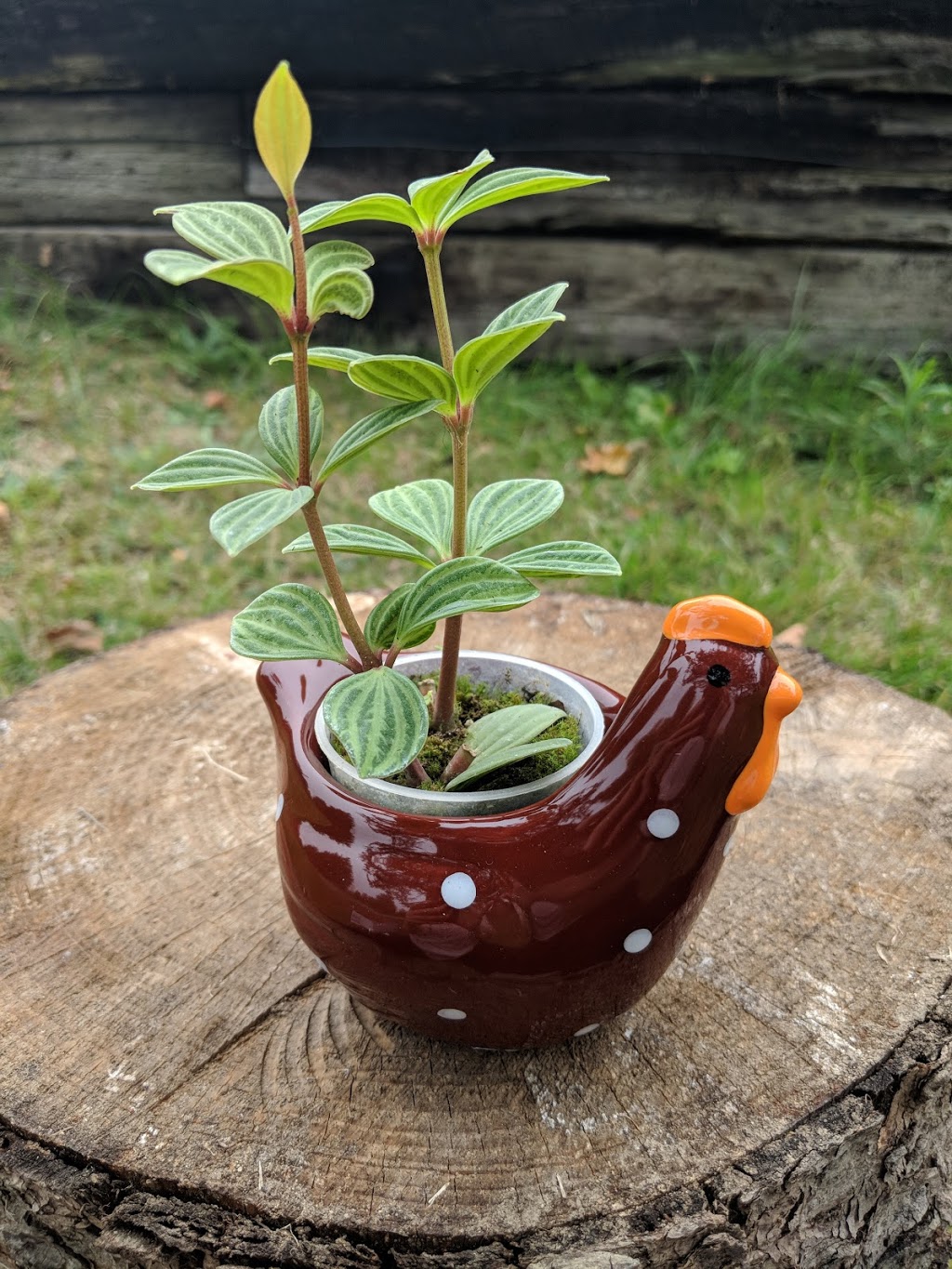 Rooted Connection | Bradford Rd, South Frontenac, ON K0H 1V0, Canada | Phone: (613) 985-4457