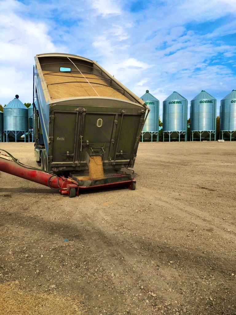 Blumer Seeds | HWY 44, SK-42, Dinsmore, SK S0L 0T0, Canada | Phone: (306) 460-7744