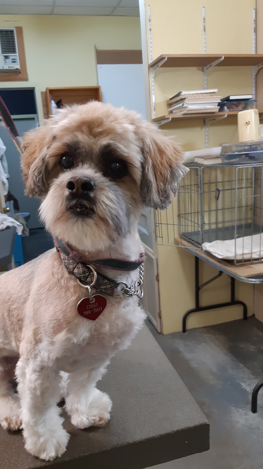 FurBaby Essentials | 131 ON-60, Huntsville, ON P1H 1C2, Canada | Phone: (705) 706-4210