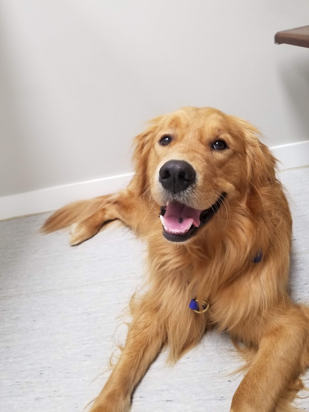 Burquitlam Animal Hospital | 658 Clarke Rd, Coquitlam, BC V3J 3Y1, Canada | Phone: (604) 936-3447