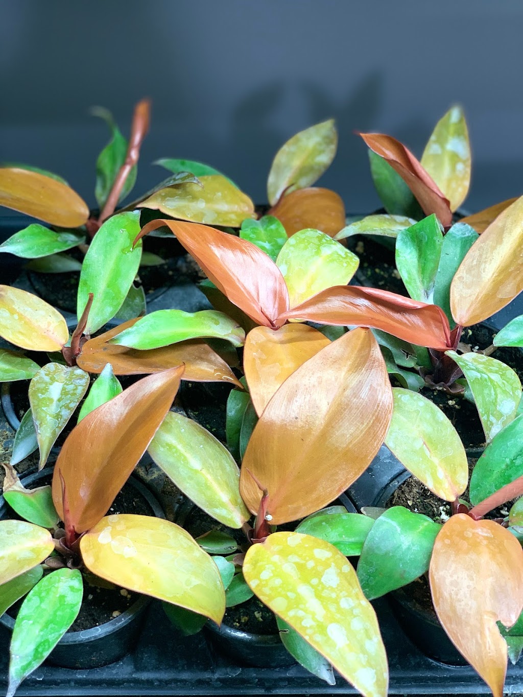 Tropikal-Leaf Wonders | 896 Elmhurst Rd, Winnipeg, MB R3R 0V4, Canada | Phone: (204) 914-4516