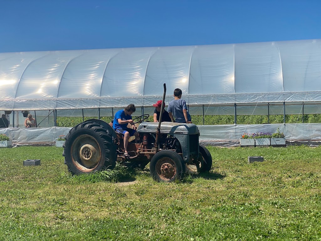 Trueman Blueberry Farms | 255 Etter Ridge Rd, Aulac, NB E4L 2V2, Canada | Phone: (506) 364-7458
