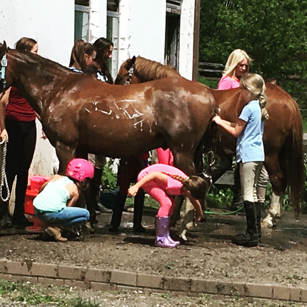 SJD Equestrian | 1122 Big Bay Point Rd, Innisfil, ON L9S 2R1, Canada | Phone: (705) 794-0788
