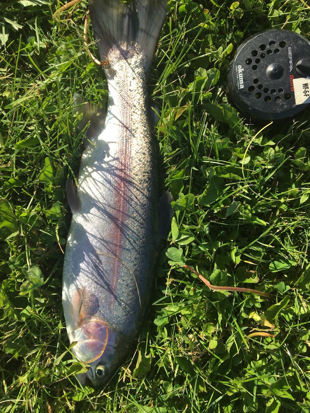 Smoky Trout Farm Limited | 39041 T4E0M2, Range Rd 283, AB T4S 2C4, Canada | Phone: (403) 342-5206