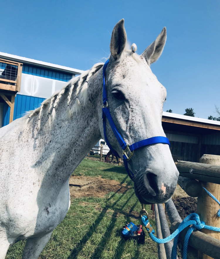 Timber Ridge Stables | 51321, Range Rd 24, Parkland County, AB T7Y 2K4, Canada | Phone: (780) 965-1306