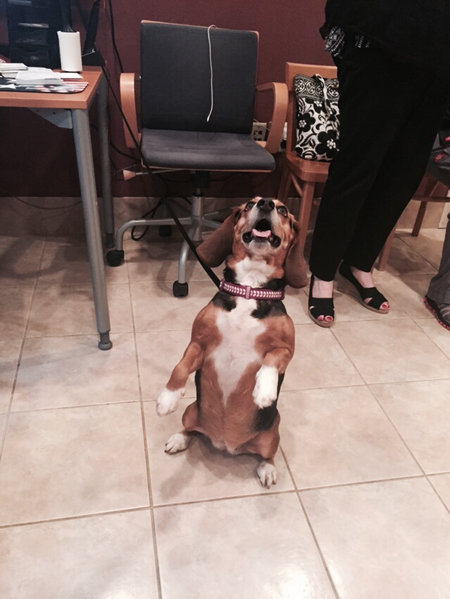 Elma Animal Hospital | 3180 Transit Rd, West Seneca, NY 14224, USA | Phone: (716) 656-7387