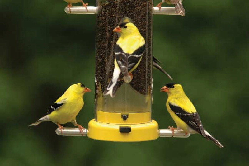 Wild Birds Unlimited | 987 Gordon St, Guelph, ON N1G 4W3, Canada | Phone: (519) 821-2473