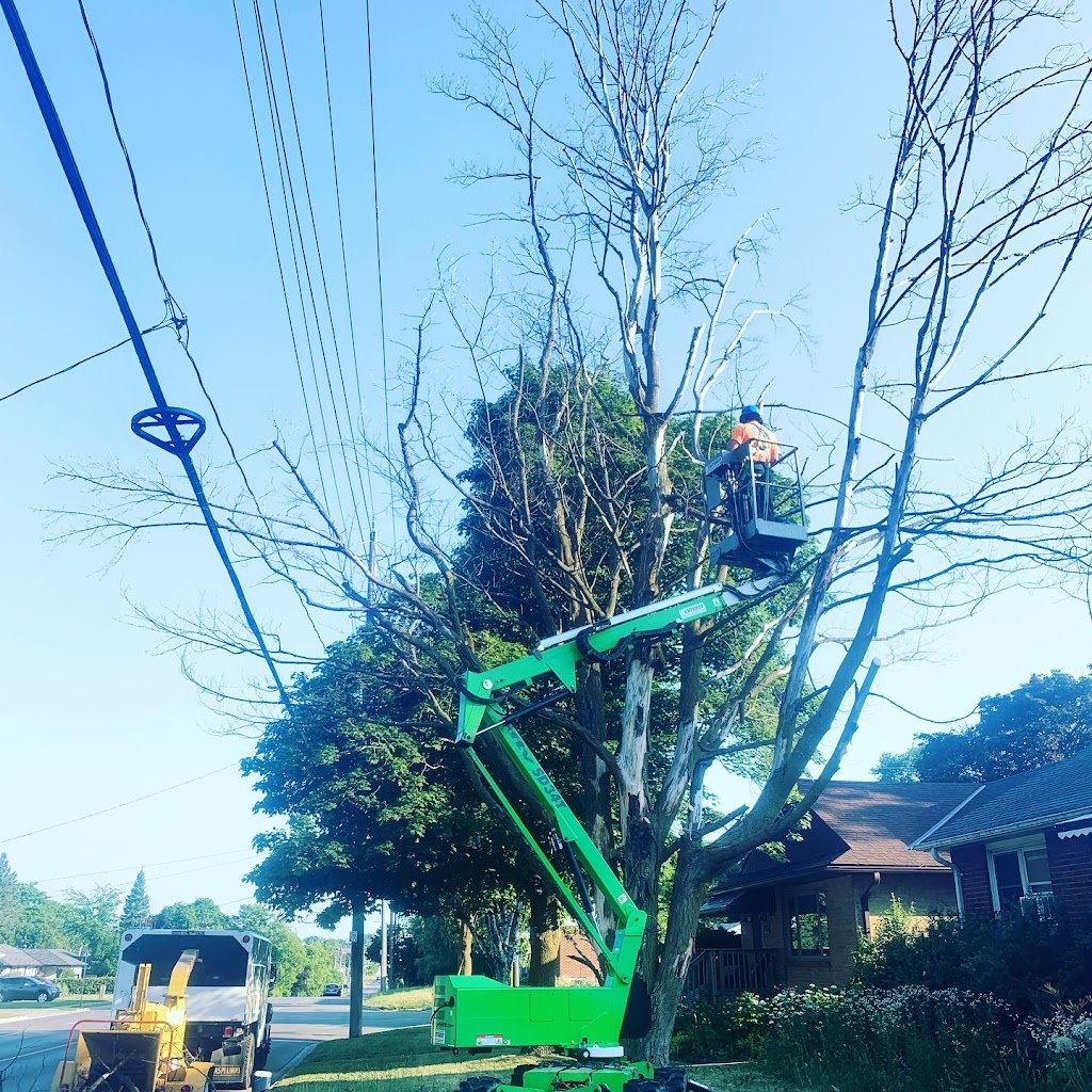 Oxley Tree Care Inc. | 5053 10th Sideroad, Thornton, ON L0L 2N0, Canada | Phone: (705) 896-2064