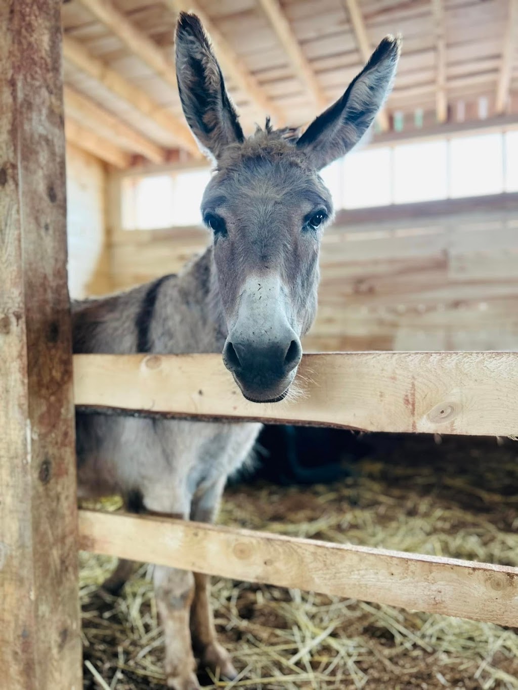 Whispering Hope Farm | 347 Ellerslie Rd, Ellerslie, PE C0B 1J0, Canada | Phone: (902) 303-3491