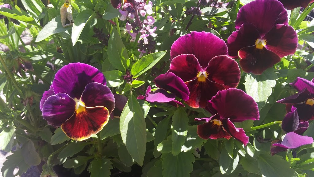 Urban Seedling | 7000 Boulevard LaSalle, Verdun, QC H4H 2T1, Canada | Phone: (514) 578-8900