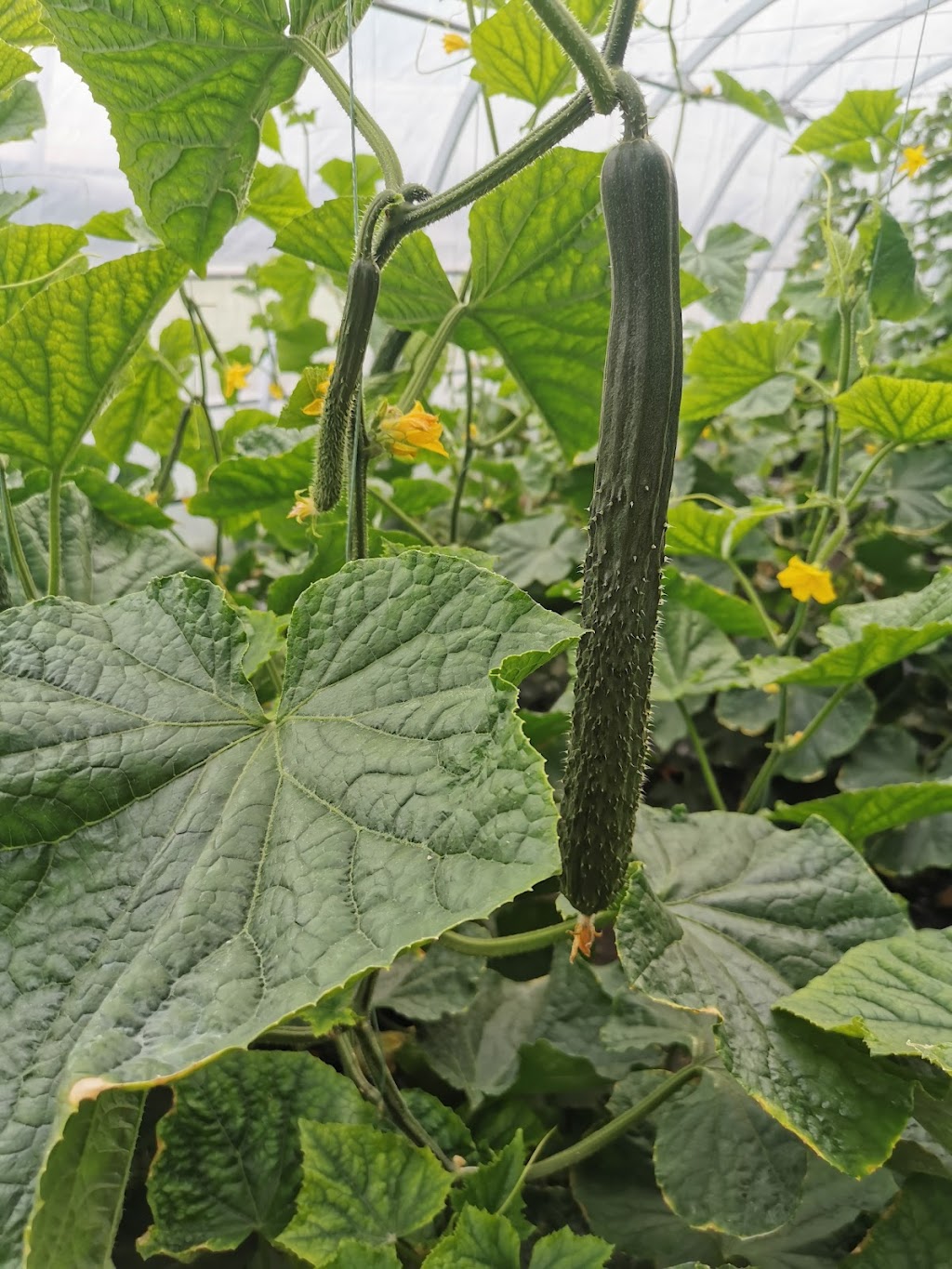 悠鲜美地农场 FreshPal Farm | RR4 Site9 Box12, Olds, AB T4H 1T8, Canada | Phone: (403) 483-4082