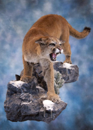 Alberta Taxidermy Studios Ltd | 4995 Centre Ave, New Sarepta, AB T0B 3M0, Canada | Phone: (780) 941-3800