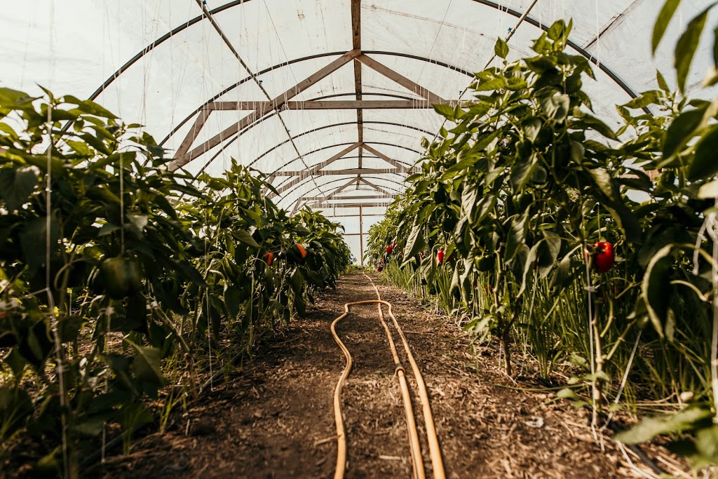 Mingle Hill Farms | 2625 Mountain Rd, Saint Anns, ON L0R 1Y0, Canada | Phone: (905) 745-4254