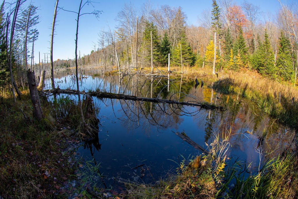 Sentier des Pionniers - 45 Chemin Cambria, Gore, QC J0V 1K0, Canada