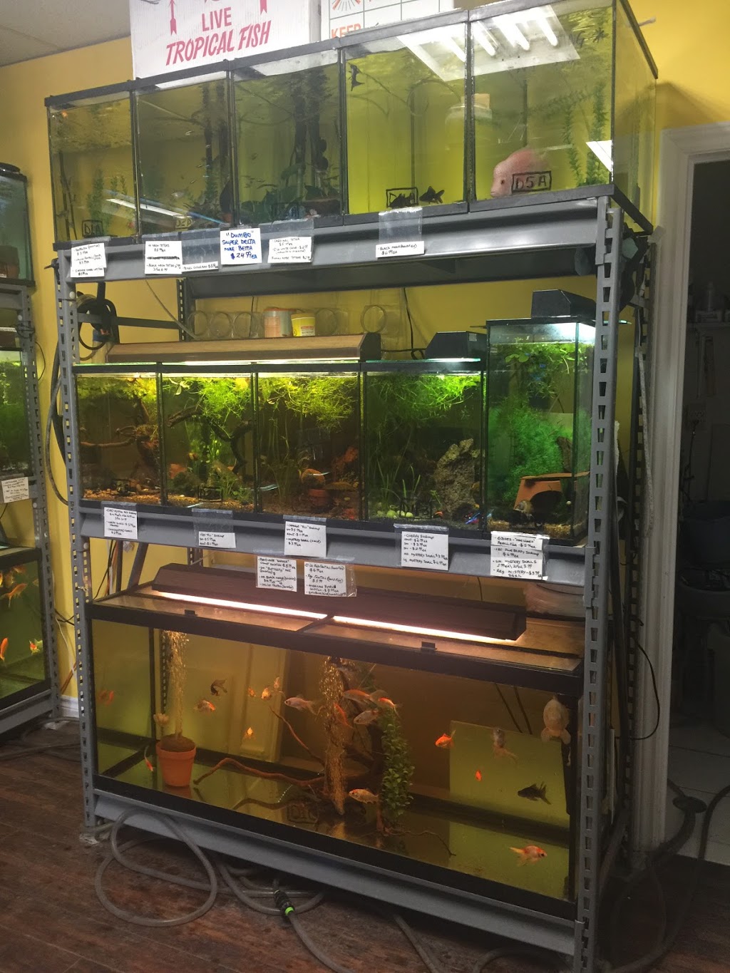 WET PETS AQUARIUMS INC. | 295 Main St E UNIT #4, Milton, ON L9T 1P1, Canada | Phone: (289) 851-2606