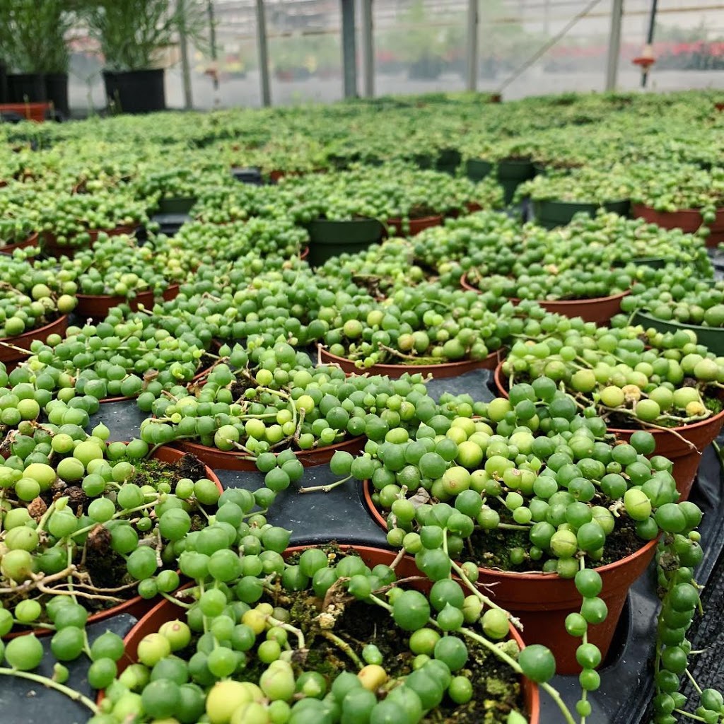 Sharples Greenhouses Garden Gallery | 2136 Upper James St, Mount Hope, ON L0R 1W0, Canada | Phone: (905) 679-4192