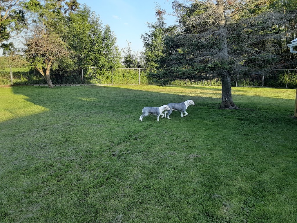 Dogs InVouge | 121 Murphy Rd, Angus, ON L0M 1B1, Canada | Phone: (705) 424-9550