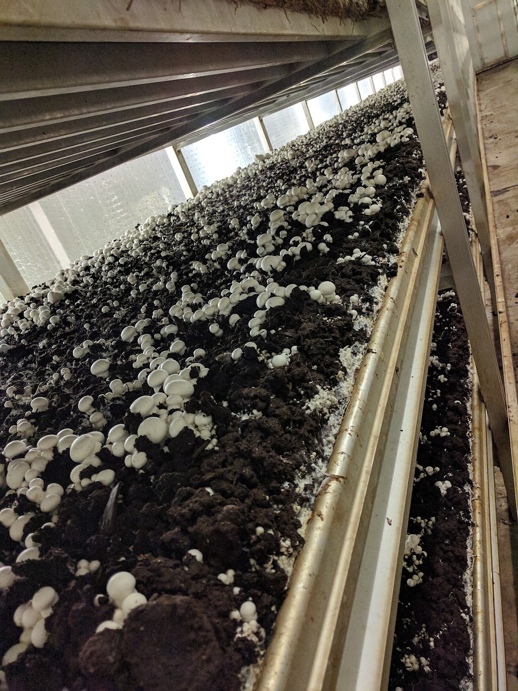 Piccioni Bros Mushroom | 355 Rock Chapel Rd, Dundas, ON L9H 5E2, Canada | Phone: (905) 628-3090