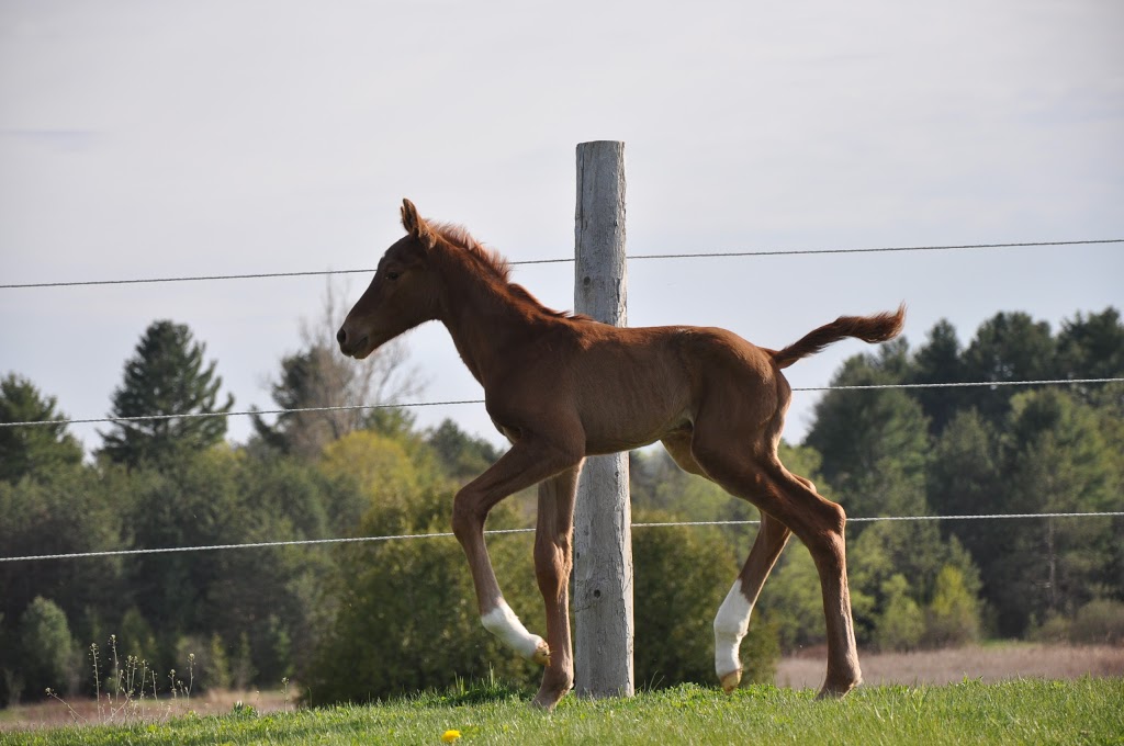 Garden Park Hanoverians | 8234 Mill St, Campbellcroft, ON L0A 1B0, Canada | Phone: (905) 448-7874