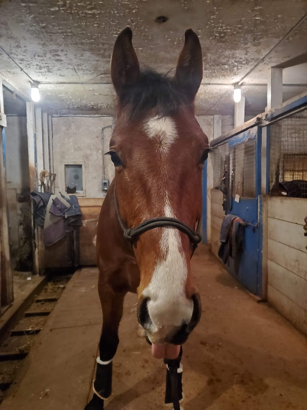 Anchor Equestrian | 18399 PE-2, North Wiltshire, PE C0A 1Y0, Canada | Phone: (306) 460-0063