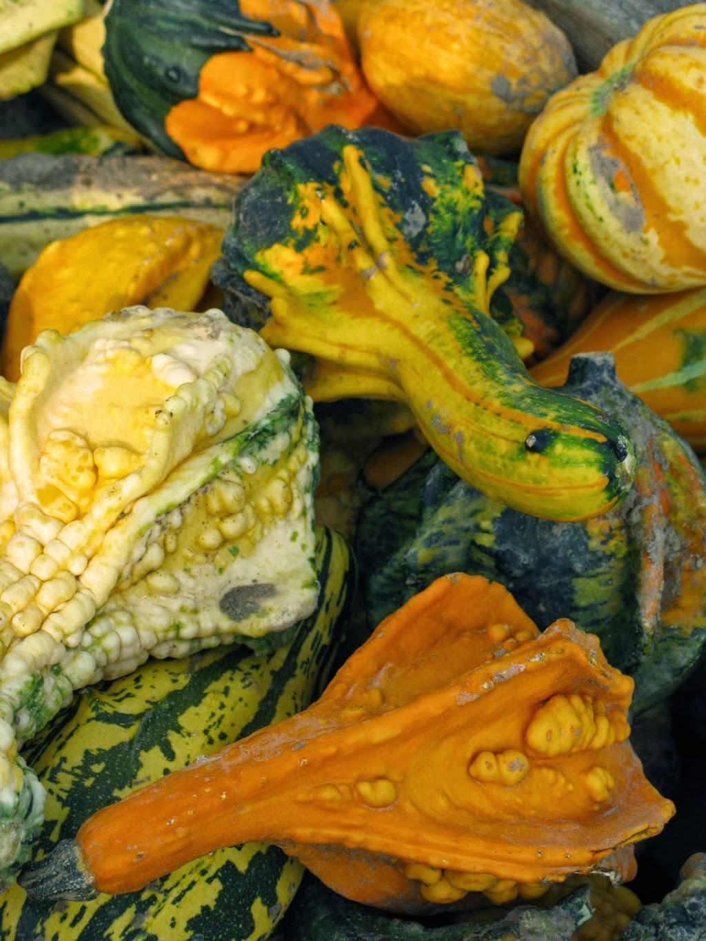 Shantz Family Farm - Closed for the Season | 1544 Bleams Rd, Petersburg, ON N0B 2H0, Canada | Phone: (519) 634-5252