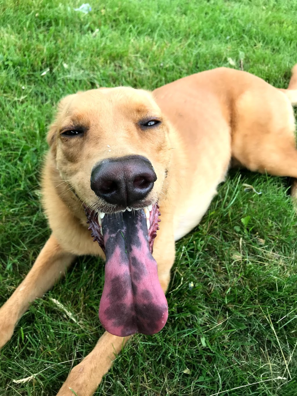 Wagtime Kennels | 1183 Beitz Rd, Breslau, ON N0B 1M0, Canada | Phone: (519) 496-8195