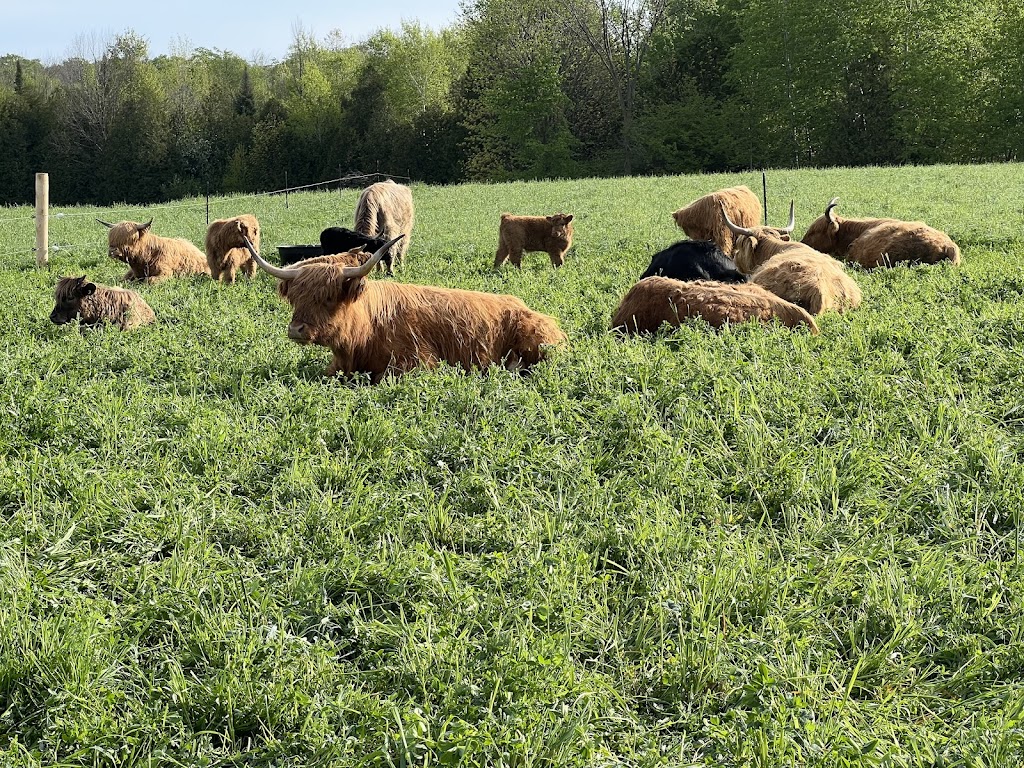 Springer Lake Farms | 45184 Browntown Rd, Listowel, ON N4W 3G7, Canada | Phone: (519) 498-3298