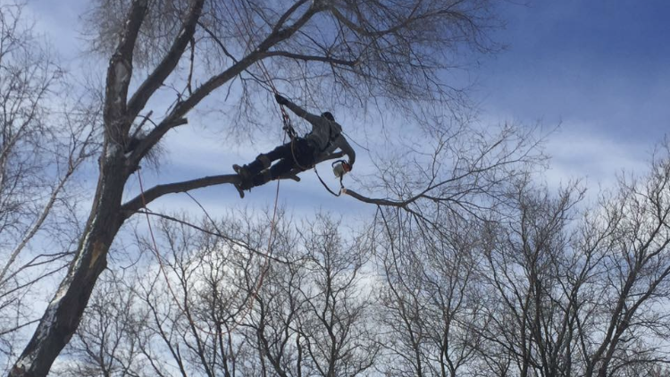 Services D’arbre Expert | 101 Terr. Miron, Lavaltrie, QC J5T 1B7, Canada | Phone: (514) 829-1890