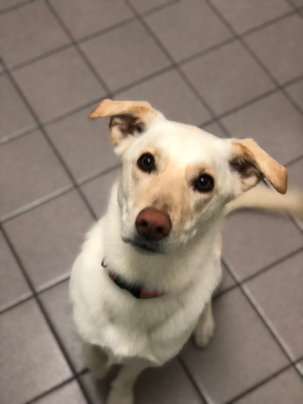 Hillside Veterinary Clinic | 17095 Yonge St, Newmarket, ON L3Y 4V7, Canada | Phone: (905) 895-6065