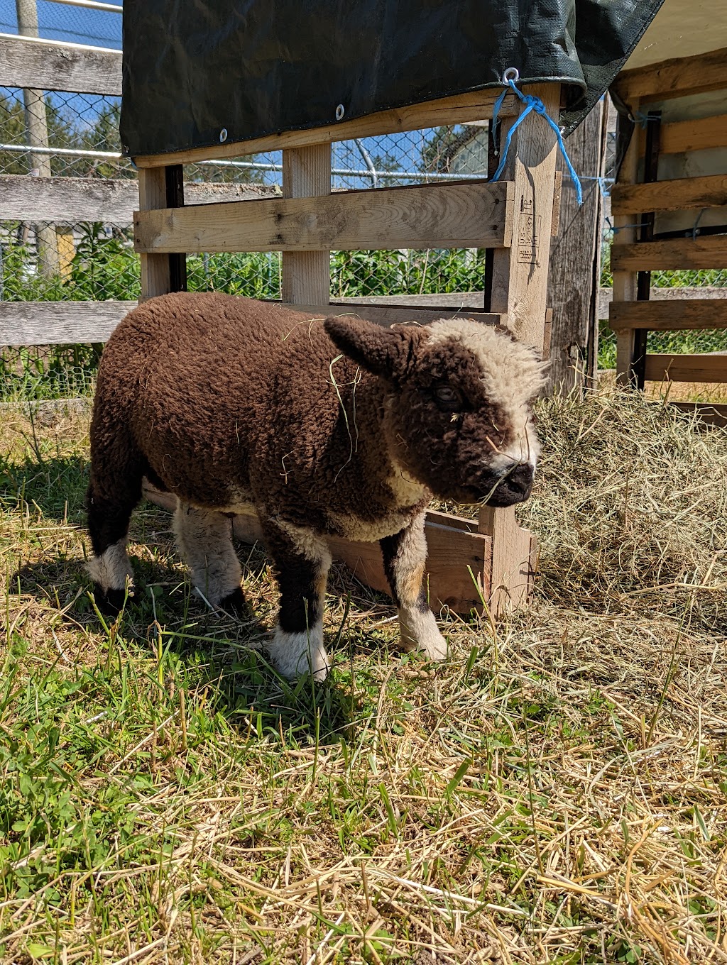 Mimosa Springs Alpacas | 5891 Fourth Line, Erin, ON N0B 1Z0, Canada | Phone: (416) 629-9428