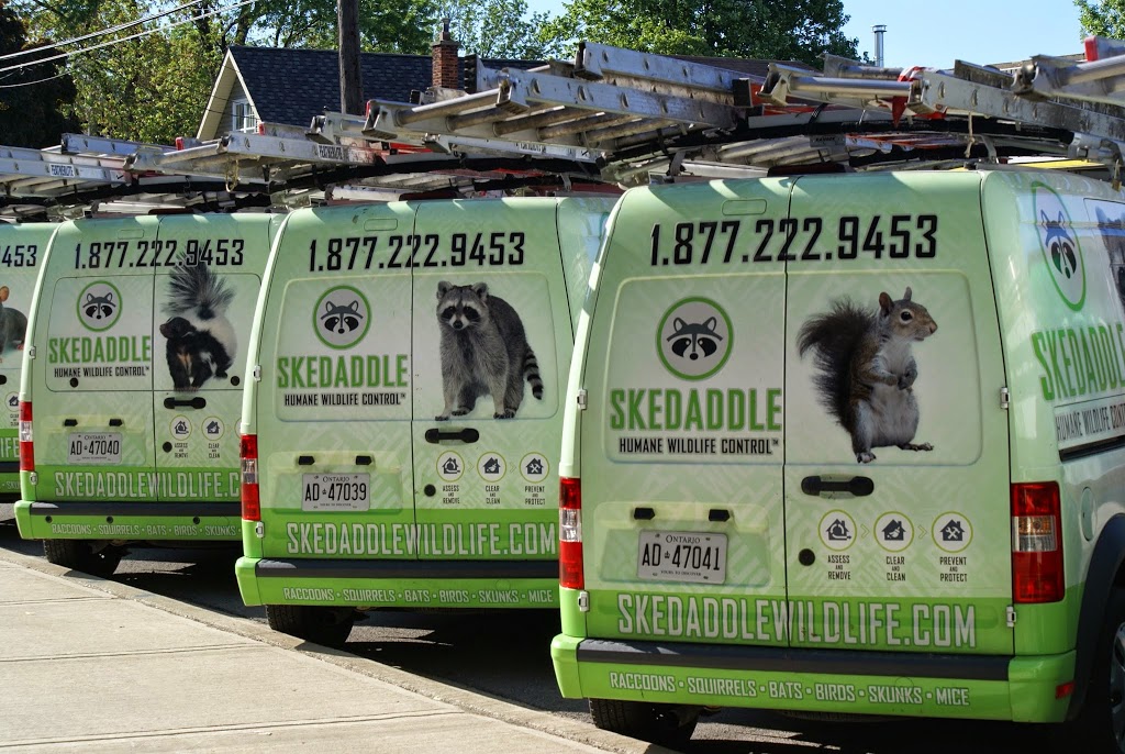 Skedaddle Humane Wildlife Control | 1645 Finfar Ct, Mississauga, ON L5J 4K1, Canada | Phone: (877) 222-9453
