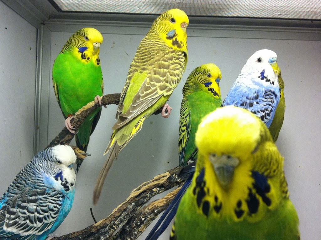 Pet O Pets - Mississauga & Burlington | mississauga, 3092 Mavis Rd, Mississauga, ON L5C 1T8, Canada | Phone: (844) 738-6738