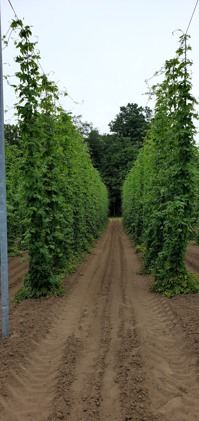 Ramblin Road Brewery Farm | 2970 Swimming Pool Rd, La Salette, ON N0E 1H0, Canada | Phone: (519) 582-1444