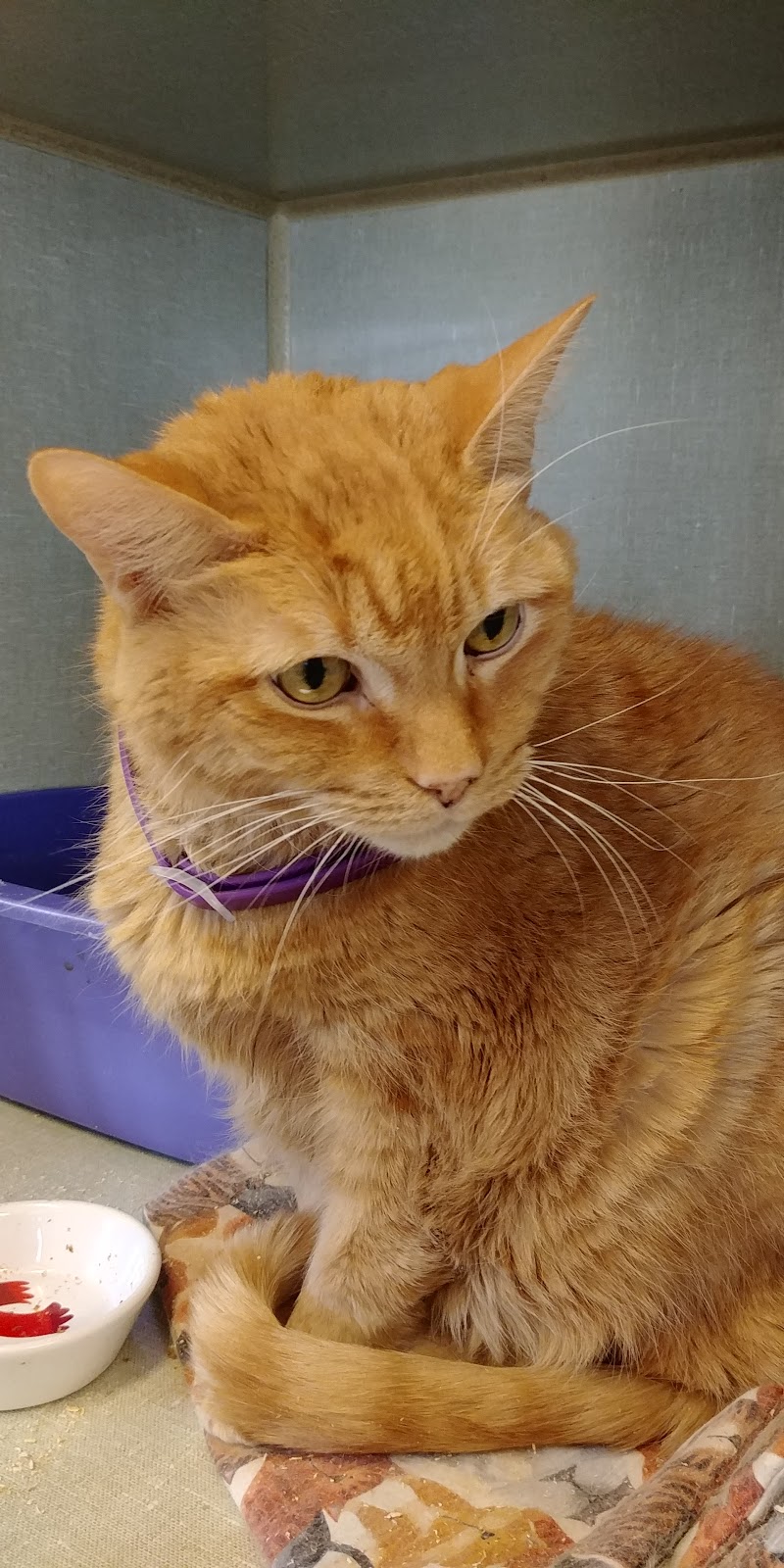 New Hope Animal Rescue | 4990 Jones Baseline, Guelph, ON N1H 6H8, Canada | Phone: (519) 836-9780