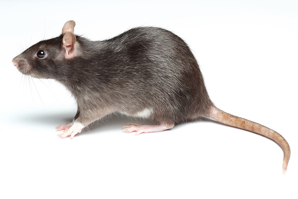 Monsieur Bibitte Extermination | 125 Rue des Durbecs, Drummondville, QC J2A 2C3, Canada | Phone: (819) 469-1542